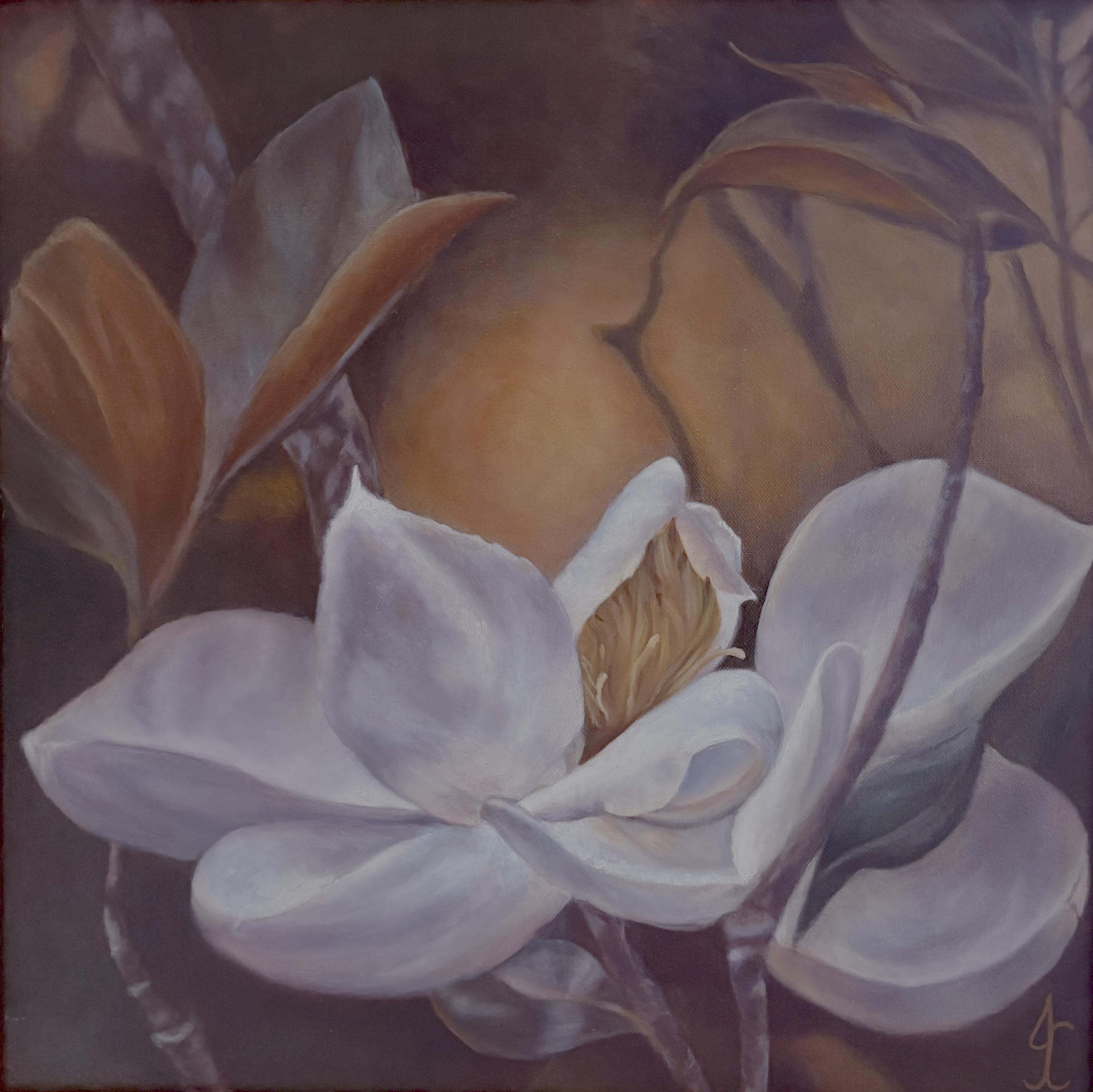 A white magnolia in a garden