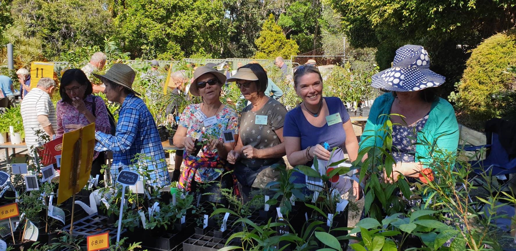 Native plants Gold Coast
