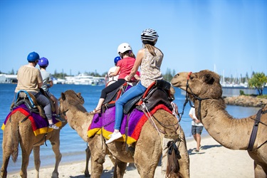 Camel rides